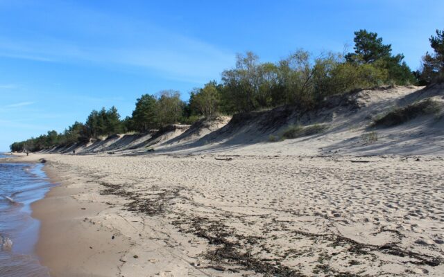 Alabama lleva 40 años enterrando árboles de Navidad sobre sus playas. El resultado ha sido un éxito: nuevas dunas contra los huracanes