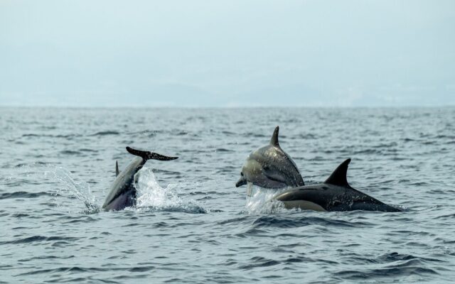 Hace 50 millones de años, las ballenas abandonaron la tierra firme. Ahora sabemos por qué la evolución les ha impedido volver