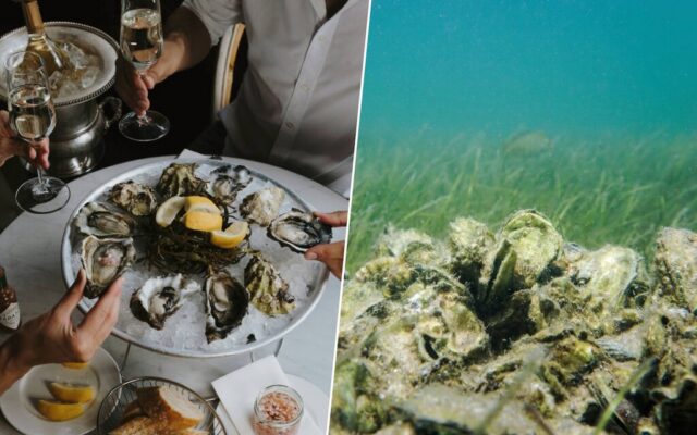 En 2007 empezaron a reciclar las conchas vacías de ostra de los restaurantes de Florida. Hoy han recuperado ya 97 arrecifes
