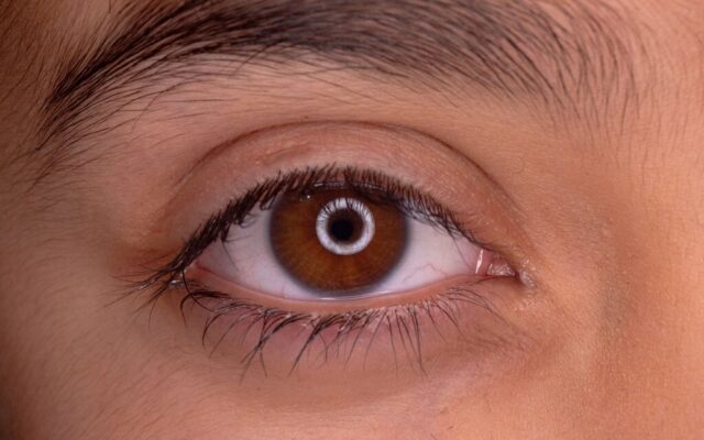 La evolución de nuestros ojos esconde un giro de guion: la ciencia apunta a un “gusano cíclope” de hace 600 millones de años
