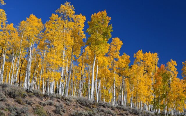 El organismo más pesado del planeta no es una ballena: es “un árbol” de Utah
