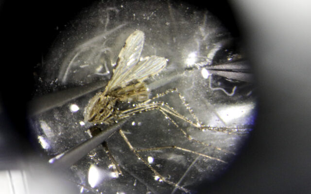 Investigadores españoles diseñan cómo detectar el riesgo de malaria desde el móvil