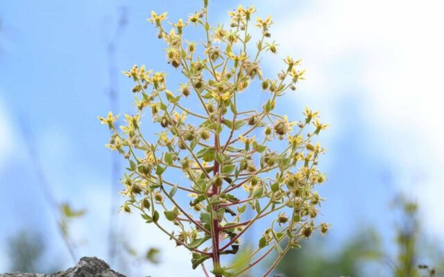 Darwin murió sin poder demostrarlo. 150 años después, la ciencia acaba de darle la razón con una planta carnívora