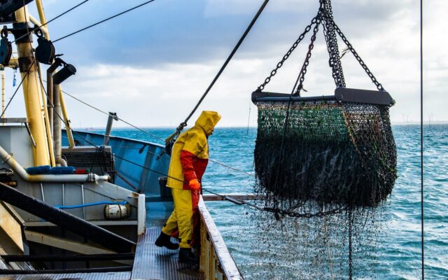 Cada vez es más difícil encontrar pulpo en Galicia, pero a la gran industria pesquera en realidad le importa bien poco: pesca a miles de kilómetros