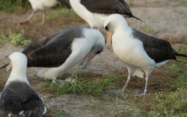Un biólogo anilló en 1956 un albatros en Midway: casi 70 años después, esa misma hembra sigue volviendo a criar en la colonia