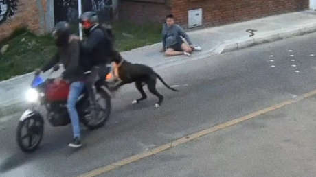 VIDEO: Perro ‘superhéroe’ salva a su dueño de un atraco armado a punta de mosdiscos