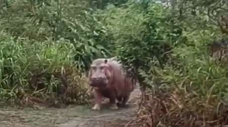 Hombre se lleva el susto de su vida tras escalofriante encuentro con un coloso en la selva (VIDEO)