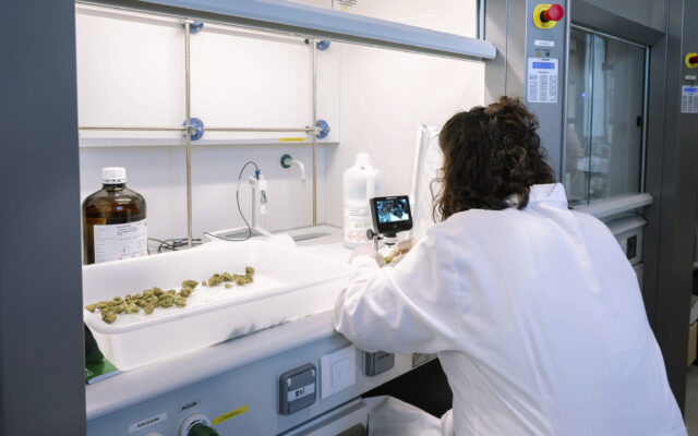 Luz verde al cannabis medicinal en España: los hospitales contarán con los primeros preparados este mes