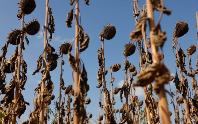 Autopsia del verano más mortífero en Europa: 50.000 fallecidos por calor